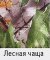 1376321828_oxford_lesn_chasha